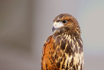 Image for Hawkish Fed: Good for Your Portfolio?