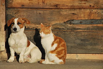 Image for Leaving a Legacy for Your Pets