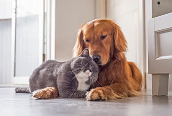 Image for Who Needs Pet Insurance?